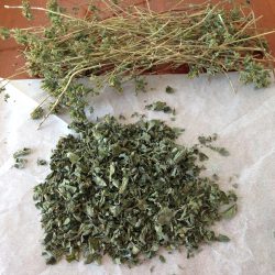 Drying home grown oregano